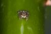 Pseudeuophrys erratica